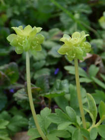 Adoxa moschatellina